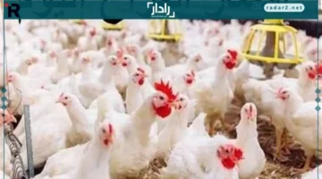 انخفاض كبير في أسعار الدواجن والبط بالأقصر الثلاثاء 16 ديسمبر 2025